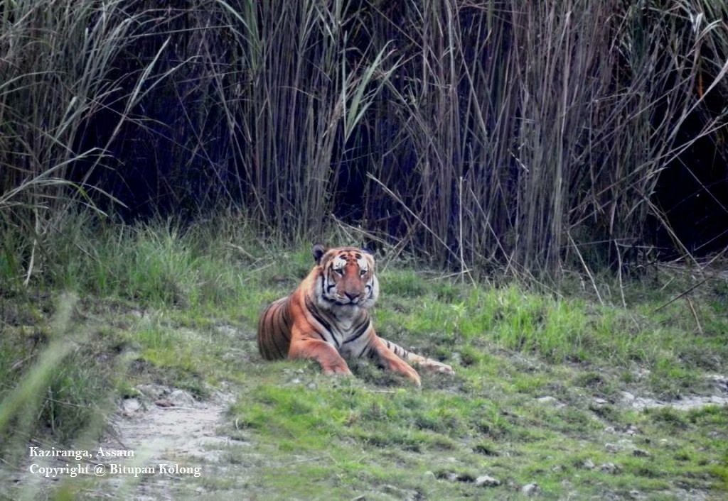 卡齐兰加的老虎图集领略下全世界最大的野生大猫种群上
