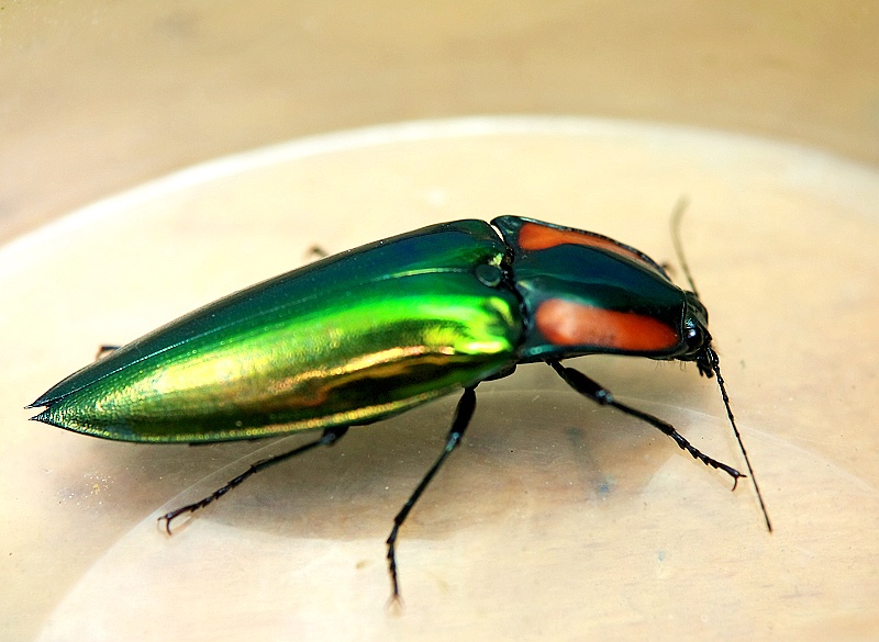 dx叩甲光る鸣る