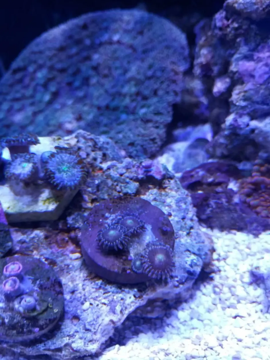 开缸记录 60cm海水缸 哔哩哔哩