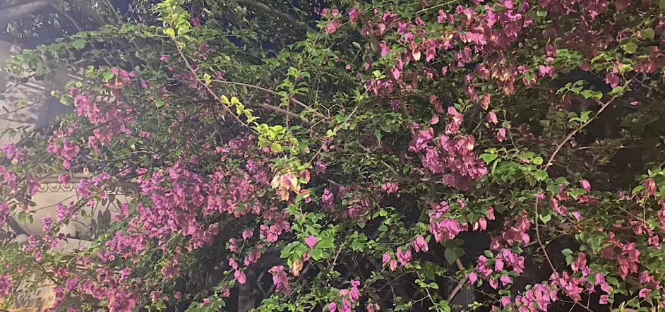 Alina私语 10月25日十二星座周 哔哩哔哩