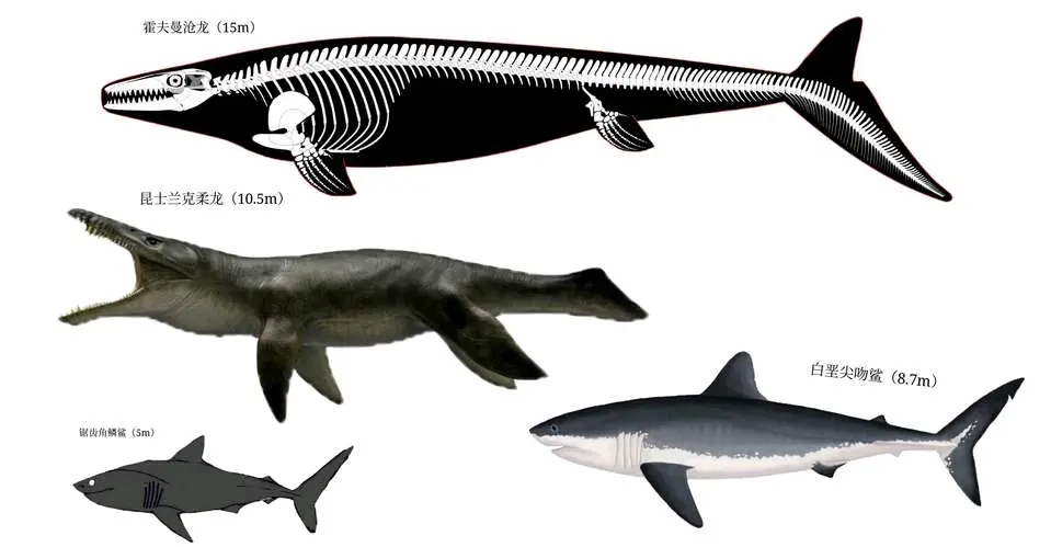最新霍夫曼沧龙粗壮版霸气复原图
