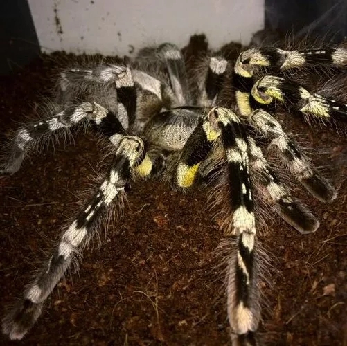 捕鸟蛛科普-迈索尔华丽雨林