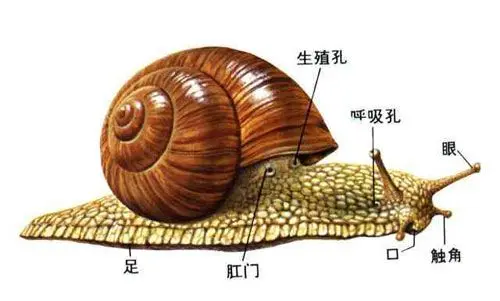 动物篇 6 软体动物门 上 哔哩哔哩