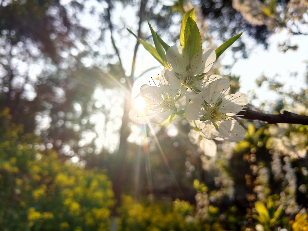 摄影日记:佛系手机摄影教程-从入门到出家(彩色