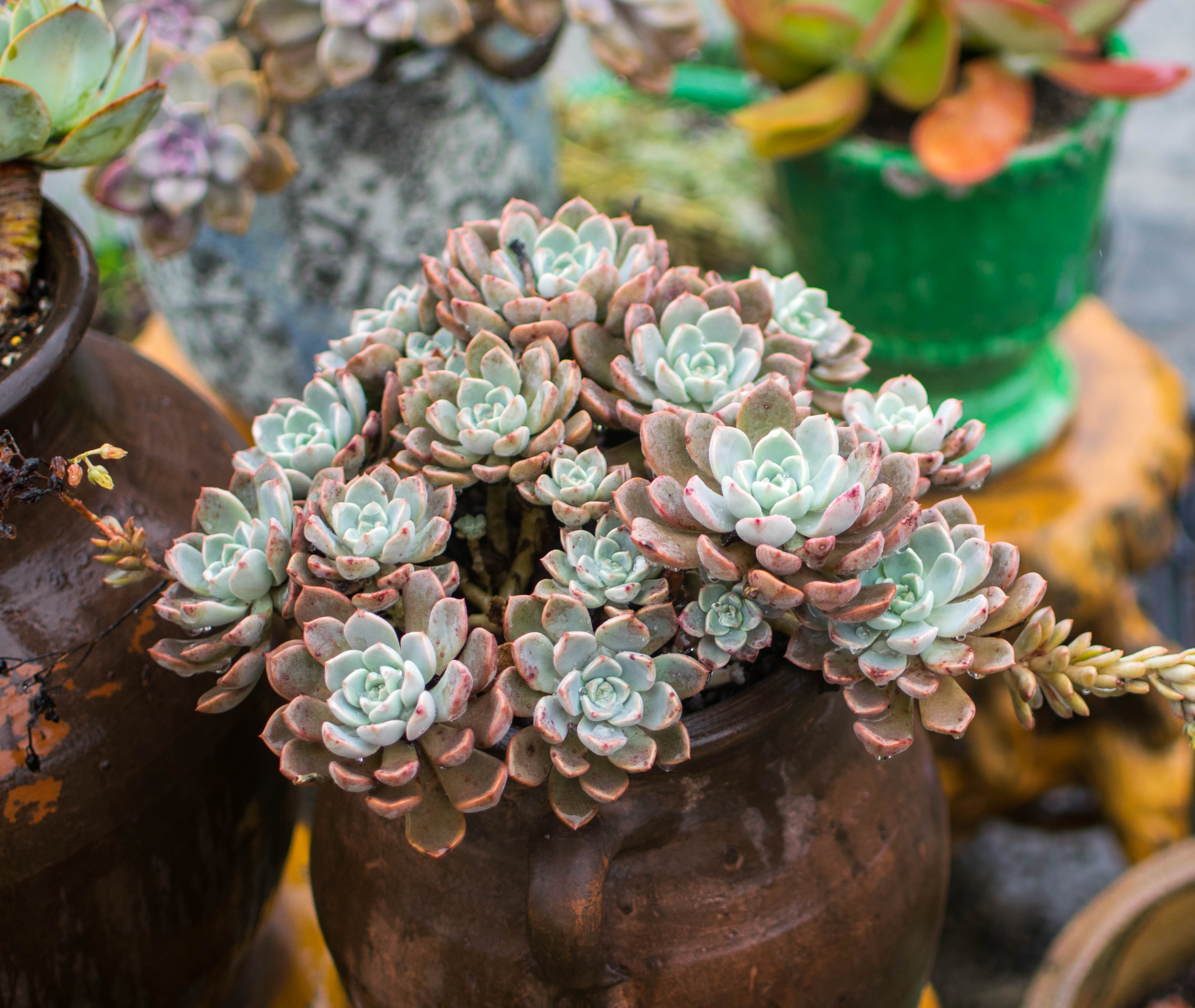 造型老桩首选红粉佳人快一年半图片记录