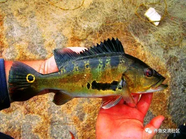 三间鱼图鉴之黑斑丽鱼,不为人知的新品种? - 哔哩哔哩