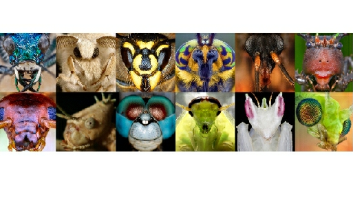 世界上最多的物种 昆虫纲 哔哩哔哩