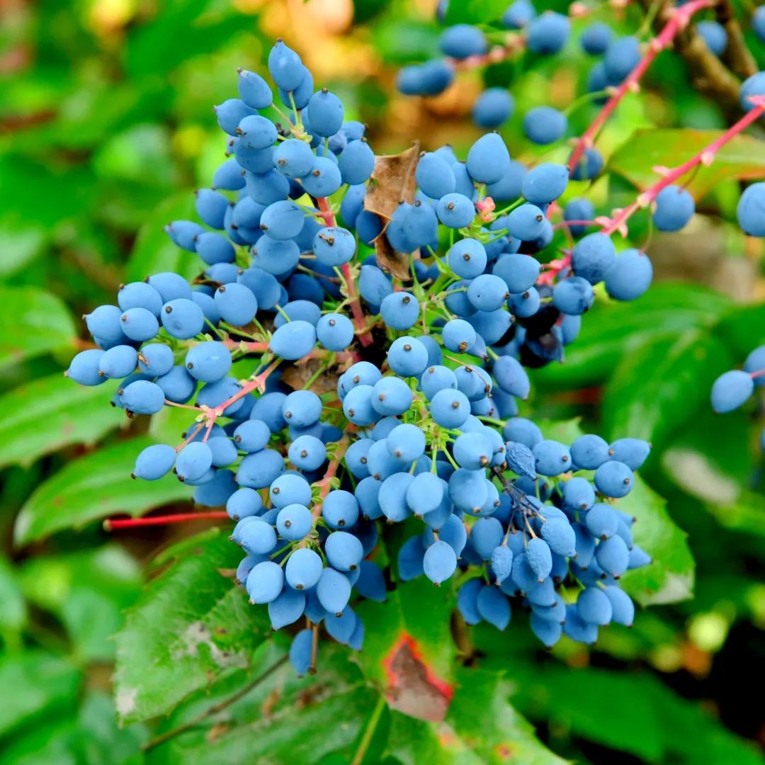 4种冬季就开始灿烂开花的灌木花卉可养成室内大中型盆栽