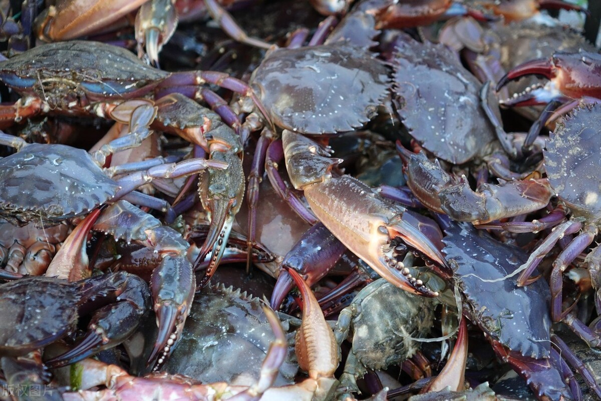 对于赶海来说:螃蟹虽好,但是不如这几样海鲜更容易获得!