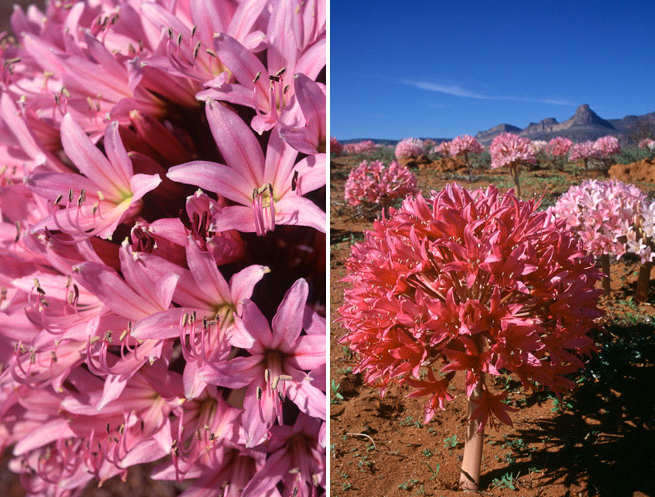 灯台百合非洲沙漠里的球根女王