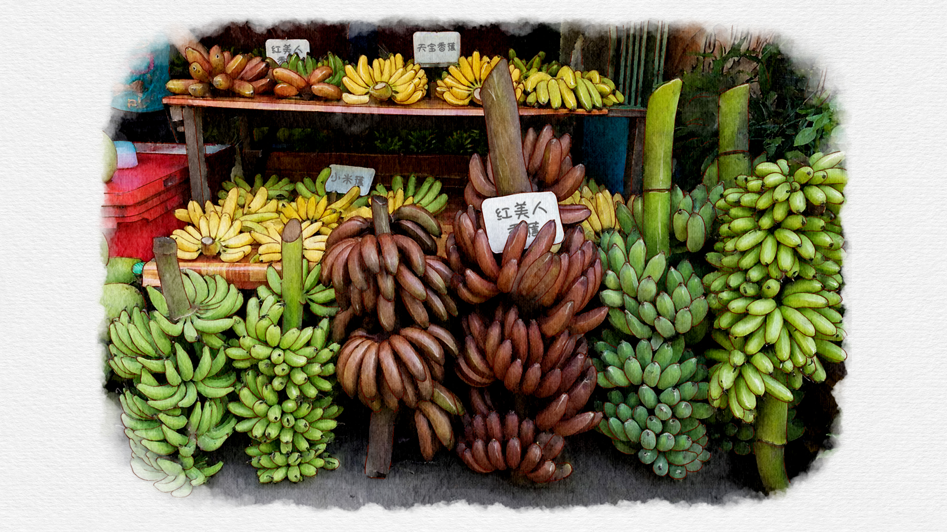 香蕉没有种子怎么繁殖？每根香蕉都是克隆体啊！_哔哩哔哩_bilibili