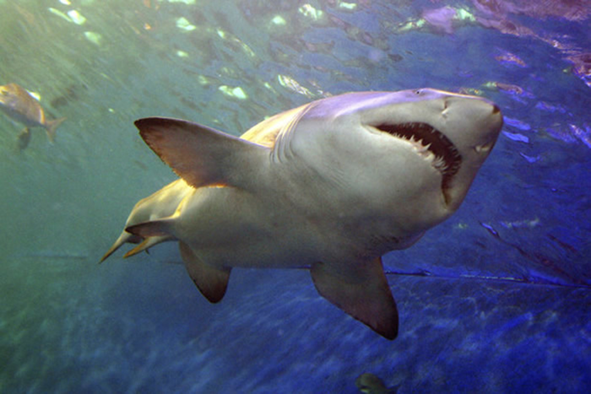 鲨鱼为什么惧怕海豚？ - 知乎