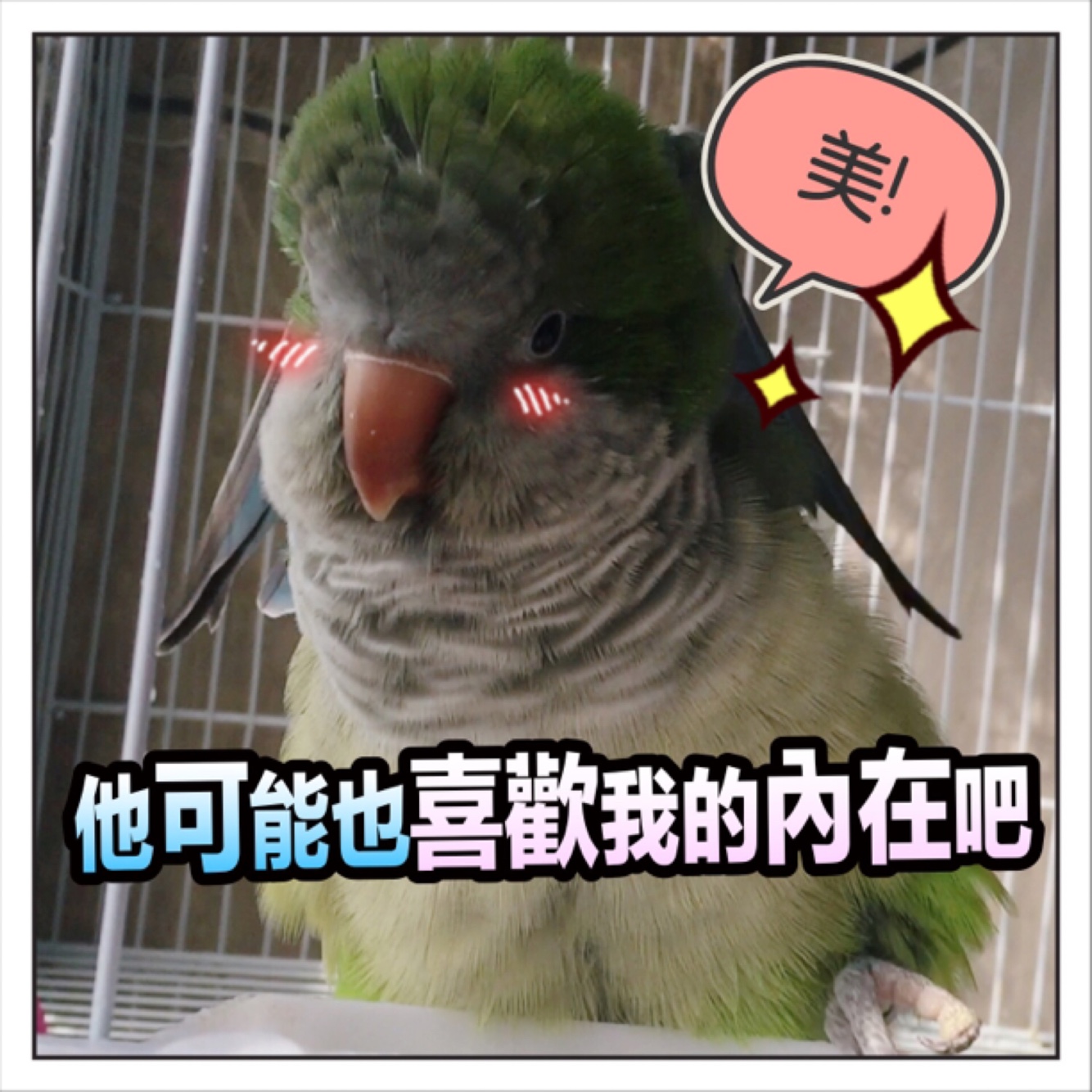 揪是這隻鳥——沙雕鸚鵡表情包3