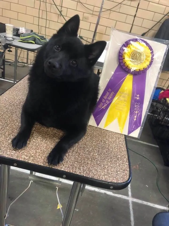 2019史奇派克犬