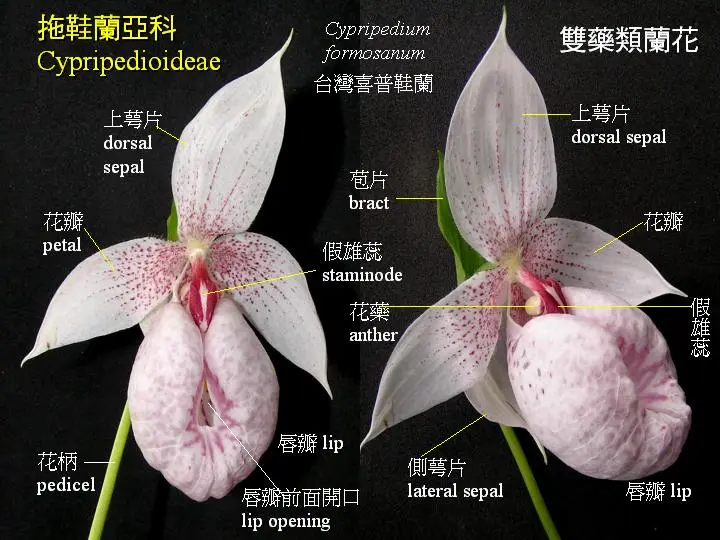 兰花花朵的基本结构 哔哩哔哩