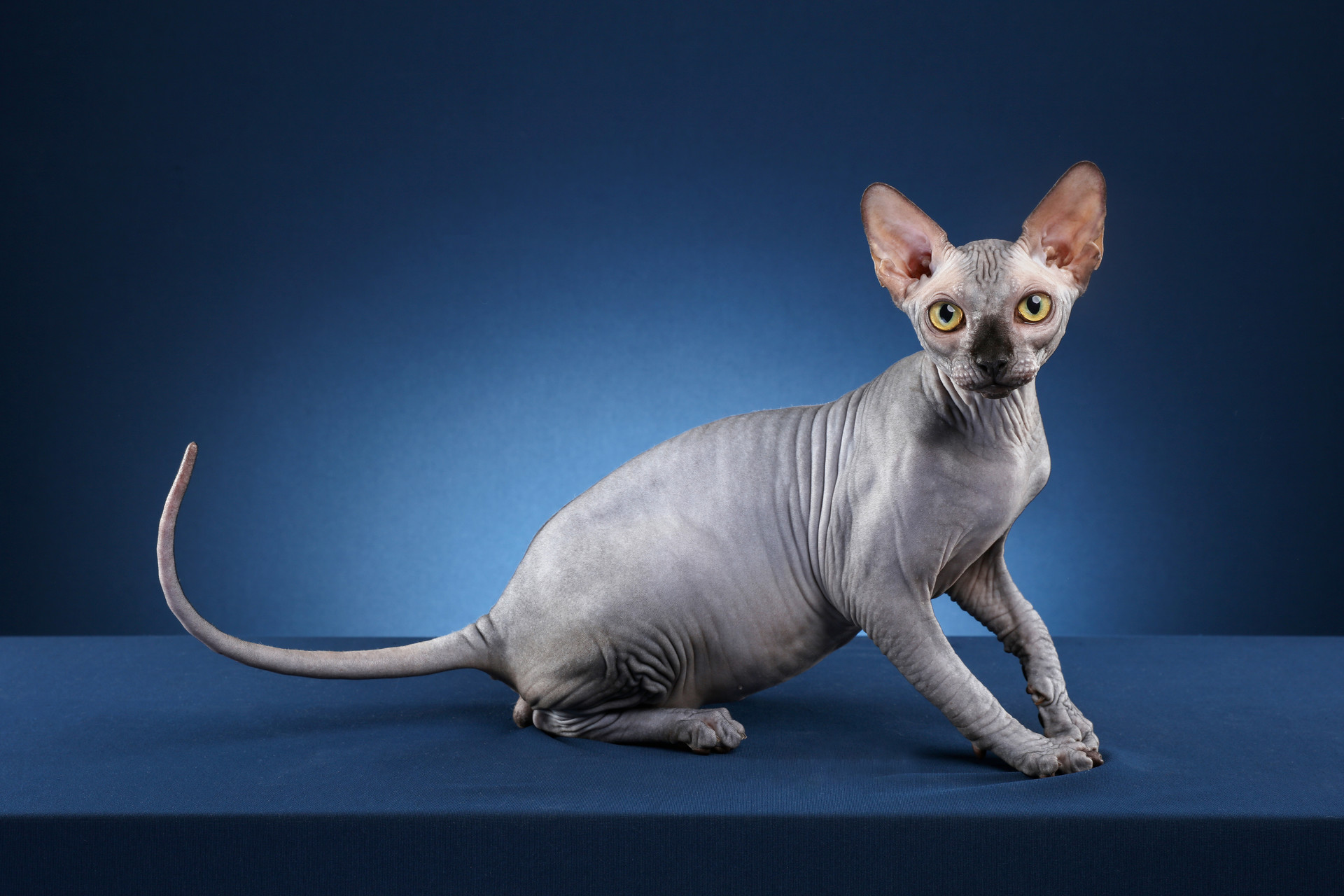 无毛猫市场真实渠道价格多少钱一只