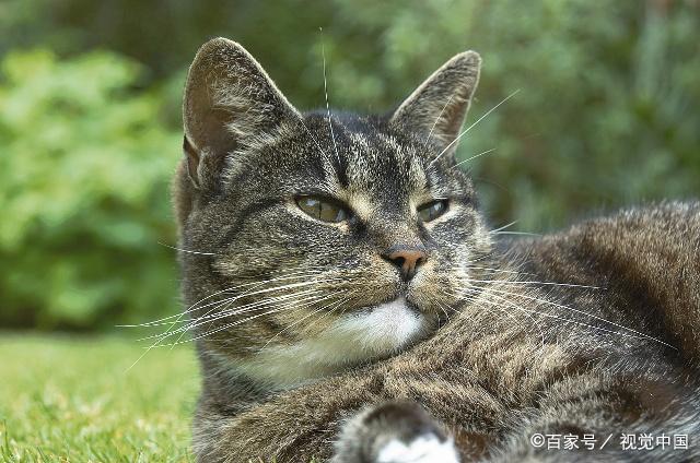 患上口炎对于猫咪来说是件很痛苦的事,要尽早