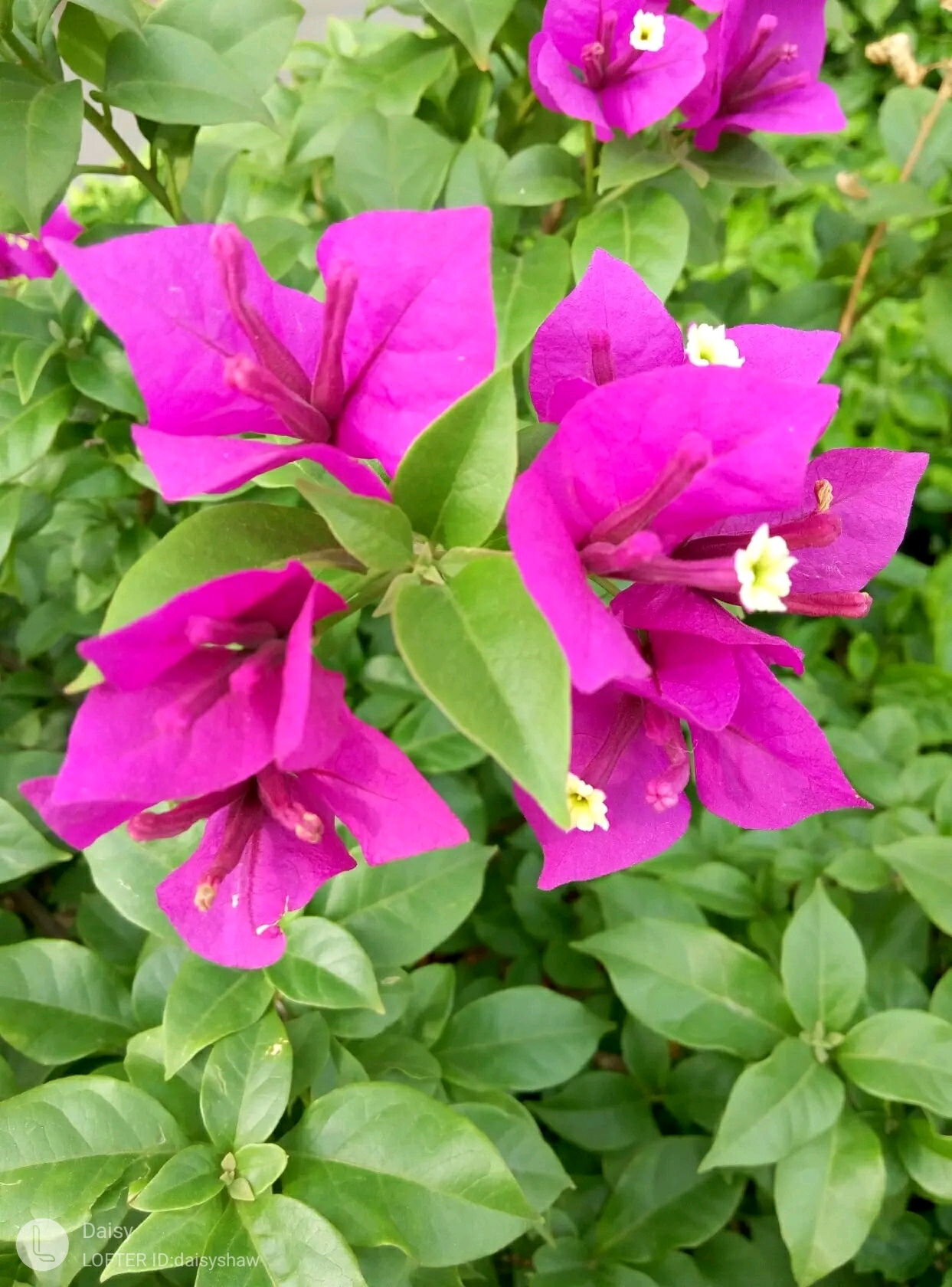 植物日志叶子花