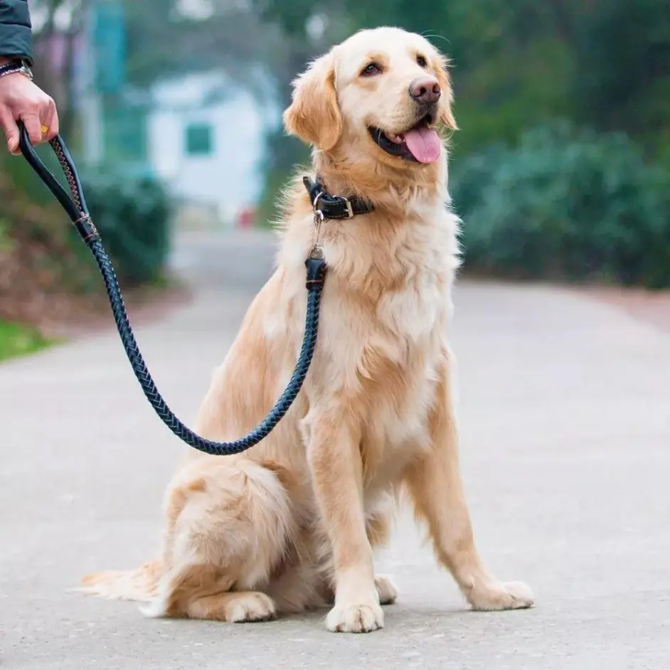 袖虎带来两种狗狗常见肢体语言解读 哔哩哔哩