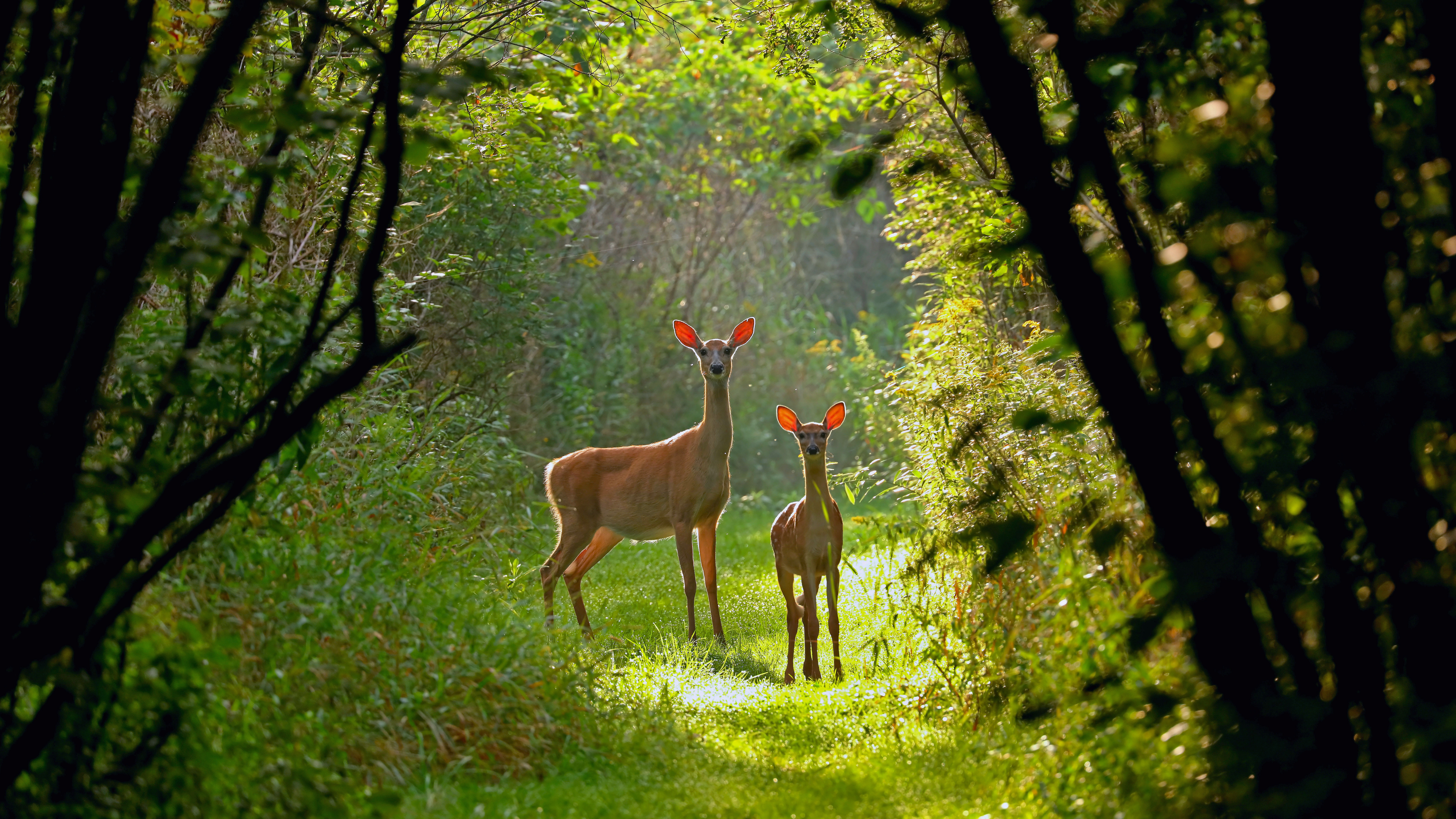 森林中的鹿图片素材-正版创意图片500500864-摄图网
