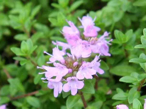 高中生物补充知识整理 一些植物 哔哩哔哩