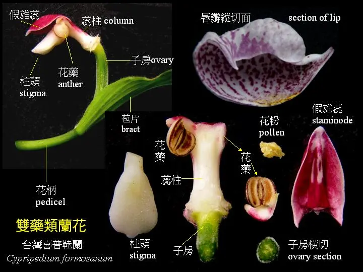 兰花花朵的基本结构 哔哩哔哩