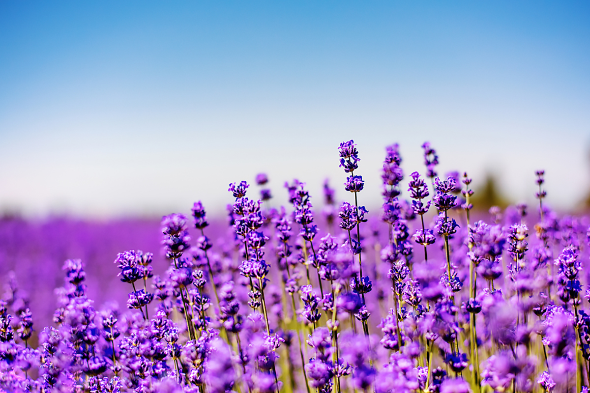 小清新唯美薰衣草风景植物等待爱情紫色高清壁纸 - tt98图片网