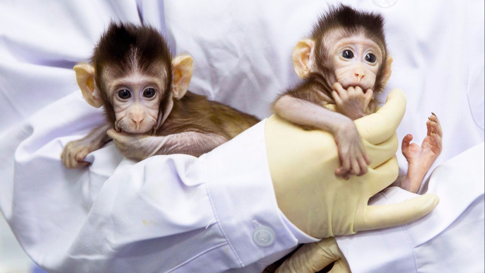 白头叶猴母猴带着幼小金猴在摘叶觅食 - 生态环境 - 百灵环保网_官网