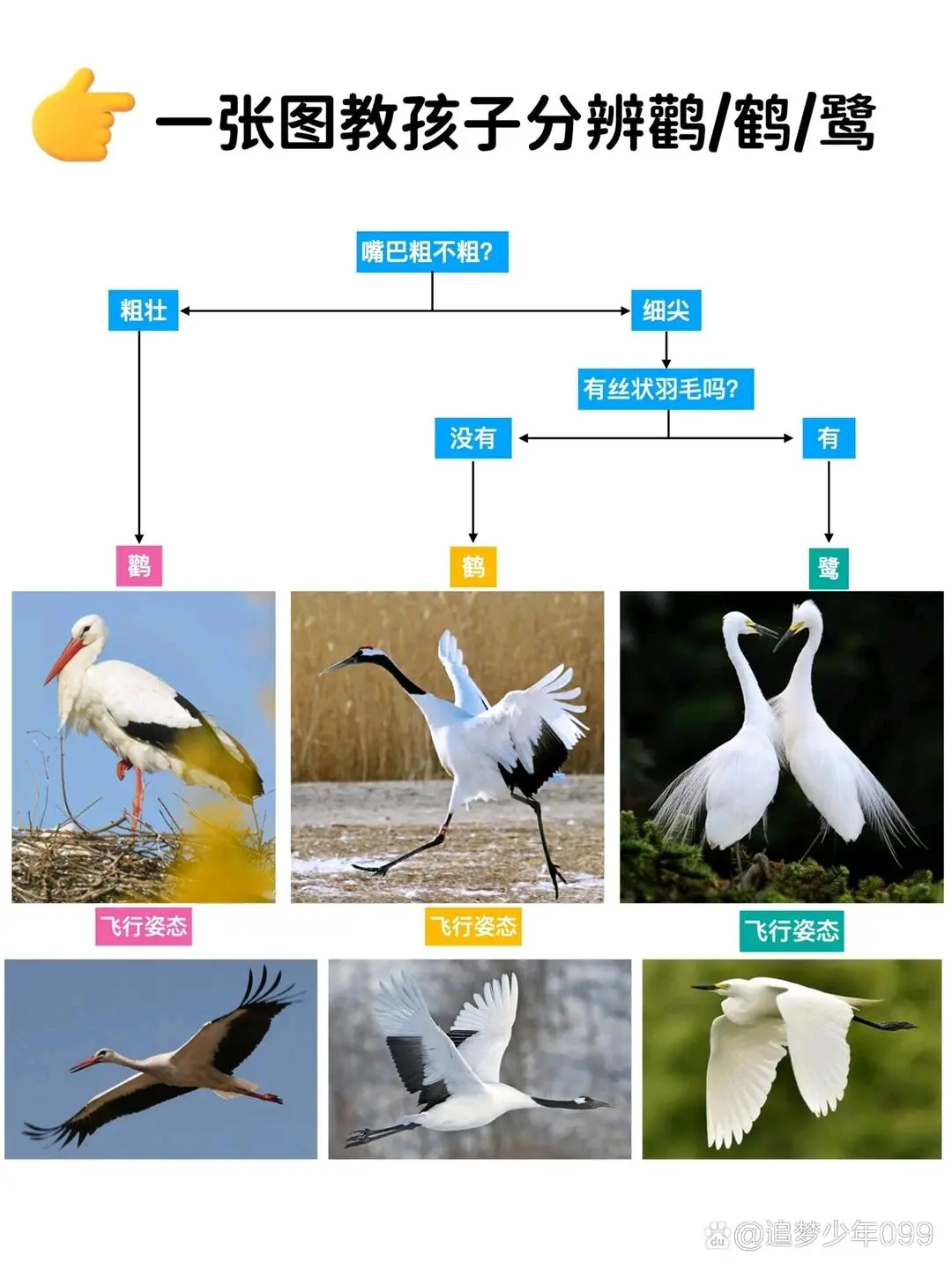 白鹤与白鹭的区别图片