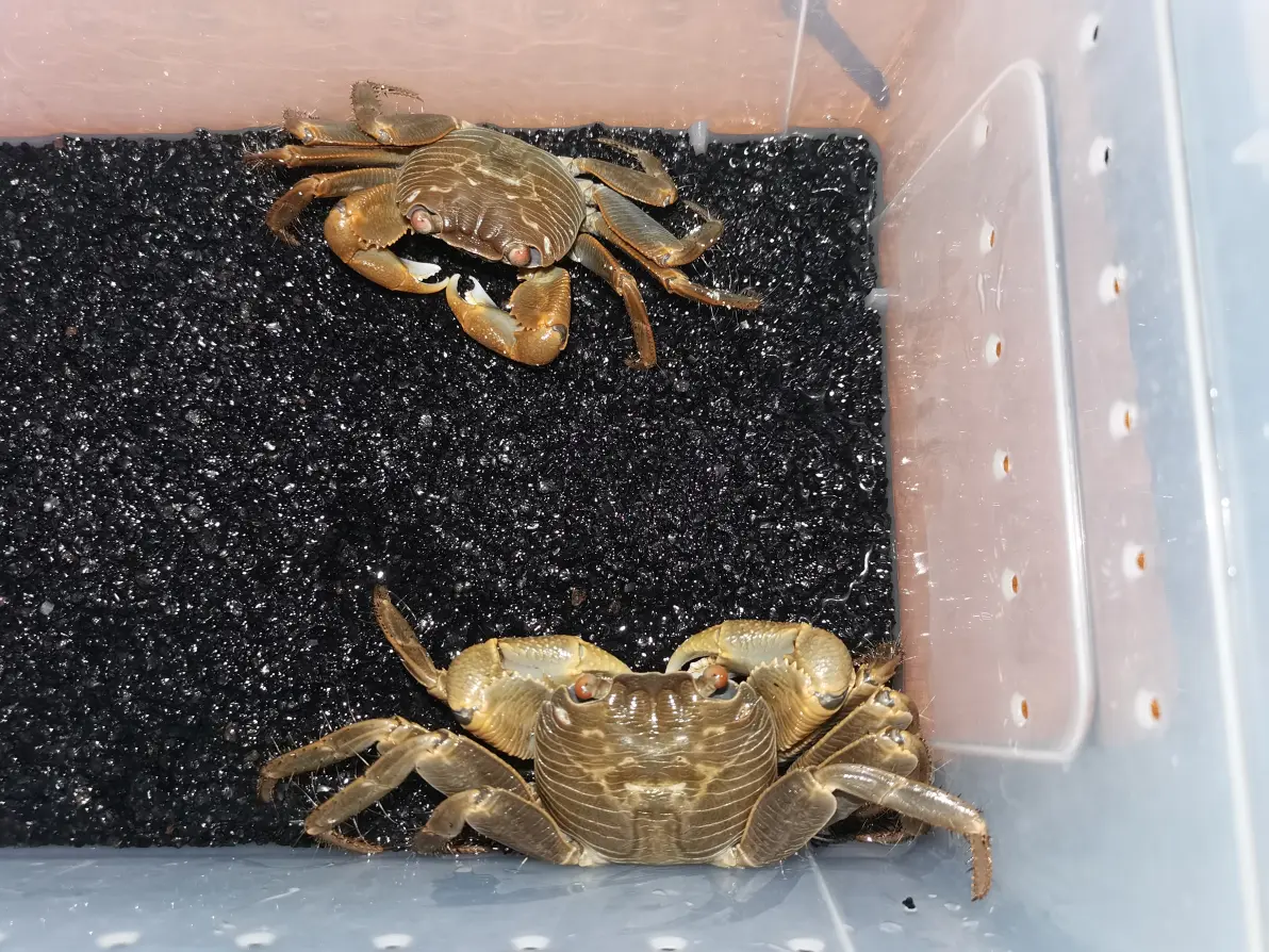 快过年了说一说我喜欢的节肢动物2甲壳亚门