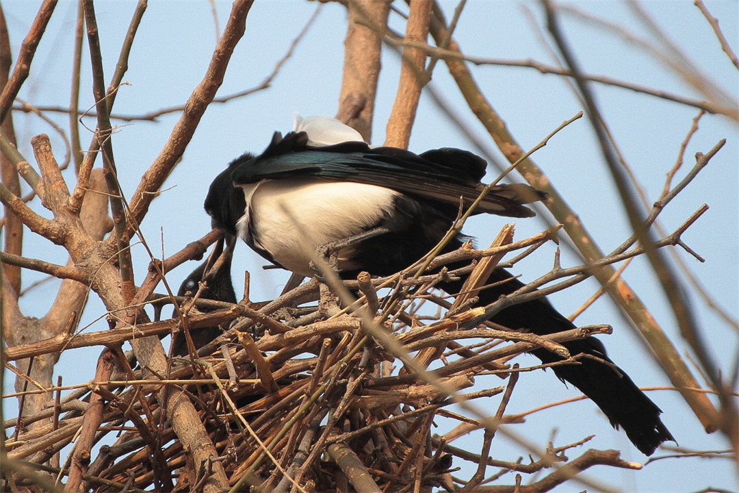 喜鹊窝为什么不怕风雪外部粗糙简陋内部是豪华大别墅