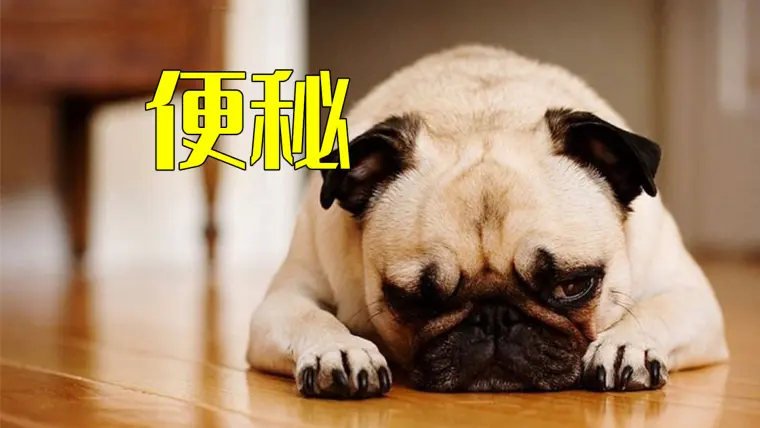 我的狗便秘严重太痛苦了 已经很多天没有排便了 到底怎么办 哔哩哔哩
