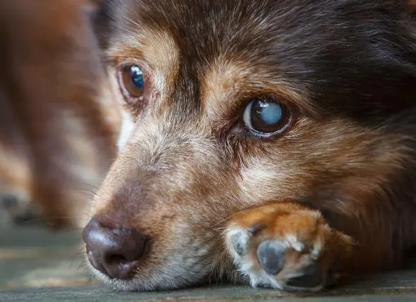 狗狗白内障4大征兆 高发犬种要注意 因为眼药水不能预防治疗 哔哩哔哩