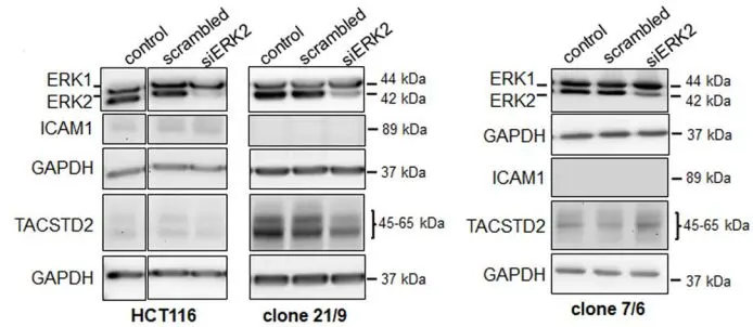 Hct116细胞与crispr Cas9结合 结直肠癌治疗研究的绝佳拍档 源井生物 哔哩哔哩