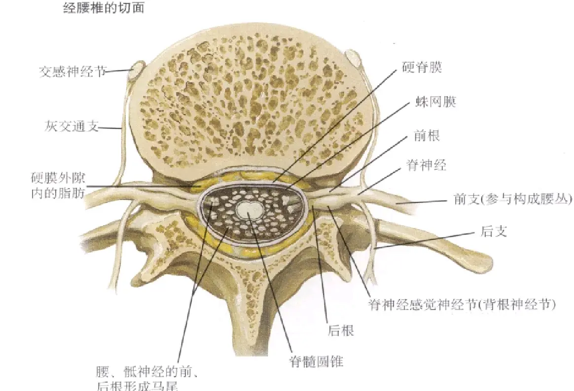 椎板解剖图片