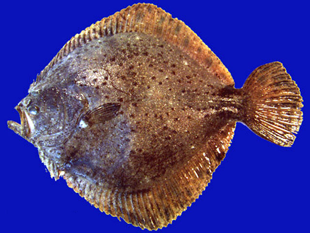 【图鉴】《megaquarium》动物物种详细图鉴-23-鲽型