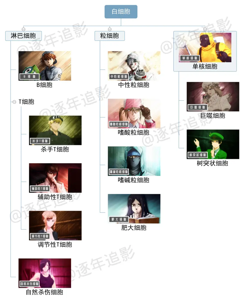 说一说那些 工作细胞 没提到的细胞故事 哔哩哔哩
