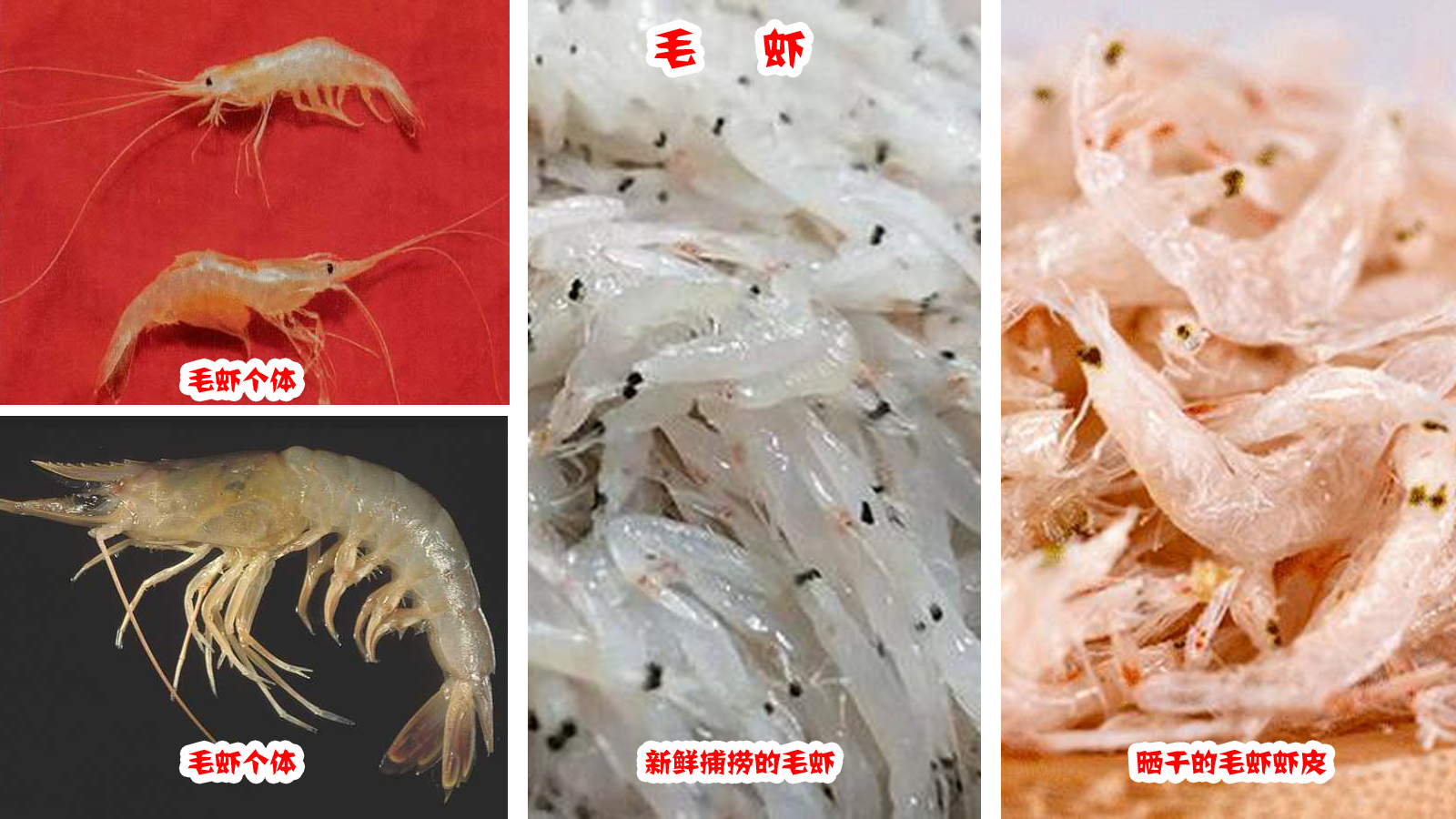 你知道吗，基围虾和海虾是有区别的_养殖