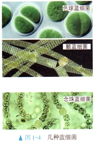 高中生物教材知识点必修一