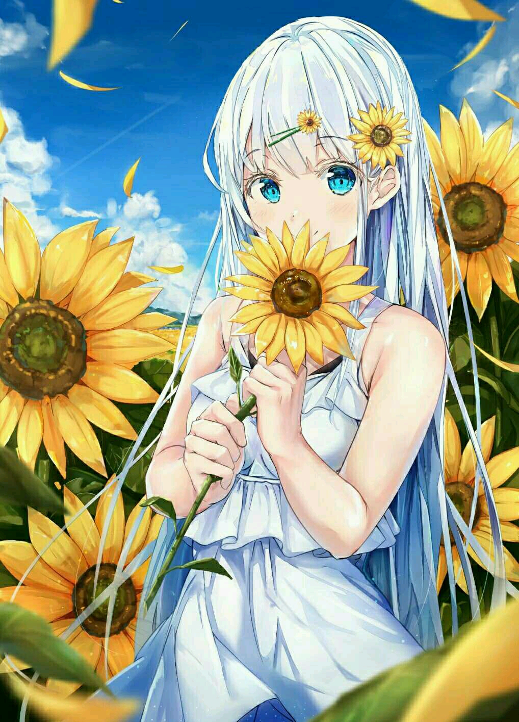 花语科普(向日葵) 二次元图集