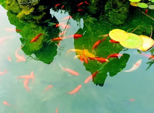 善举白旗的鱼 三条鱼共占一个水塘 先入为主 该如何和谐 哔哩哔哩