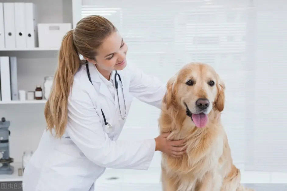 宠物感染了犬疱疹病毒怎么办 它的诊断以及预防治疗措施又是什么 哔哩哔哩