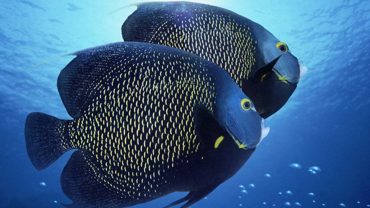 如何养观赏鱼--观赏鱼百科(二)