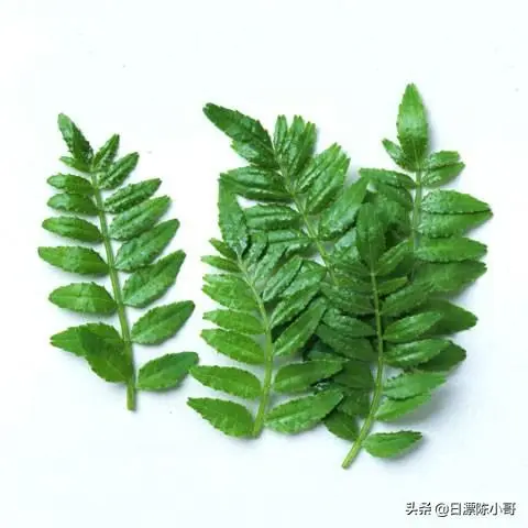 日本料理学习分享 小哥给你分享和食餐前汤 清汁白鱼玉子豆腐 哔哩哔哩