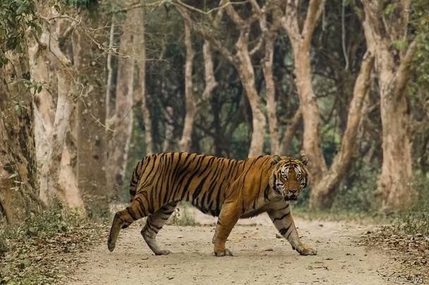 卡齐兰加的老虎图集领略下全世界最大的野生大猫种群上