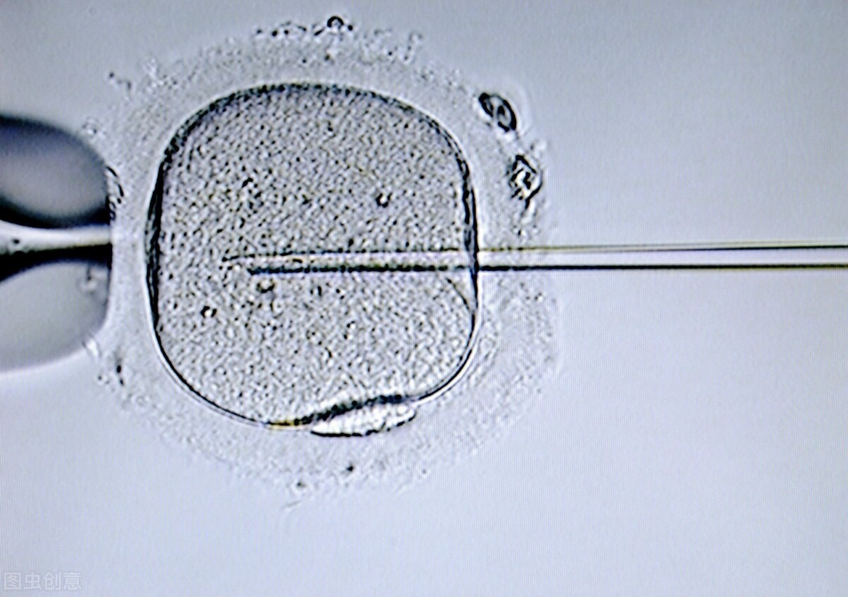 做试管婴儿解冻胚胎的成功率多少(试管婴儿冷冻胚胎解冻后成活率是多少)-第2张图片-鲸幼网