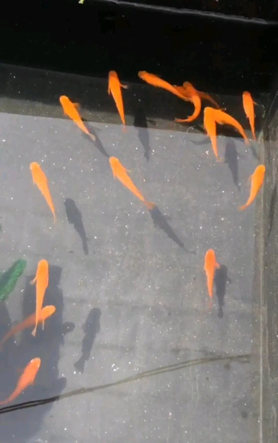 观背青鳉饲育指南第二期 室外饲养 哔哩哔哩