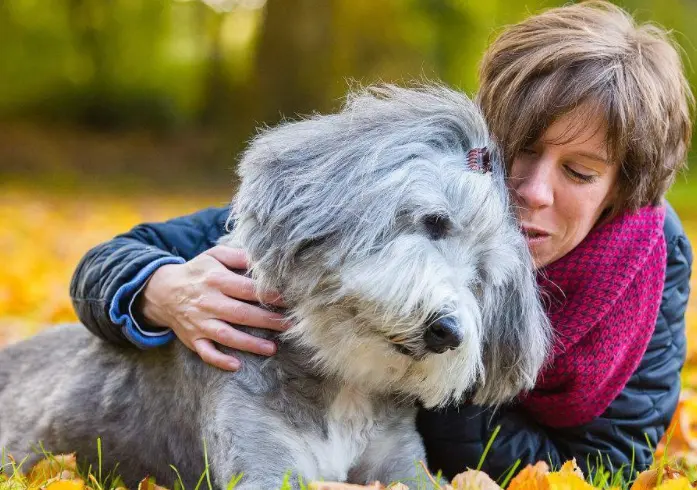 如何照顾老年犬 这几点很关键 哔哩哔哩