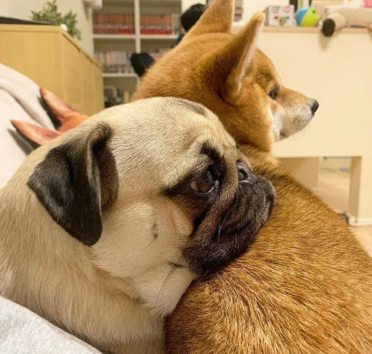 一岁的柴犬长得还是像狐狸 是被坑了吗 哔哩哔哩
