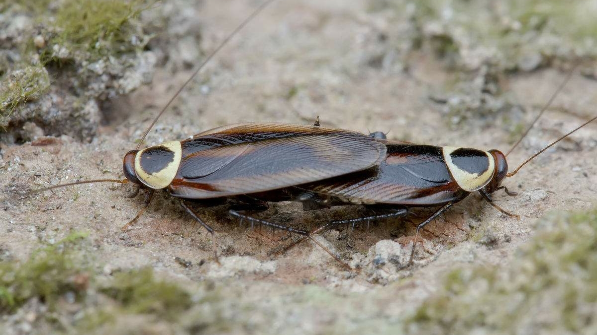 蟑螂的的一些事情 哔哩哔哩